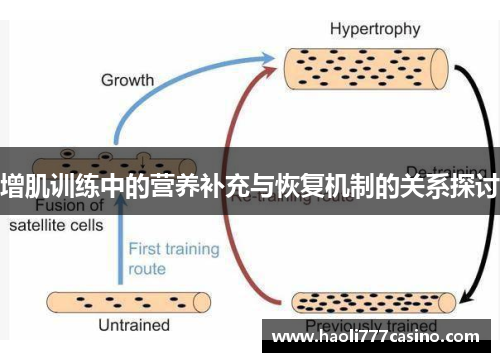 增肌训练中的营养补充与恢复机制的关系探讨